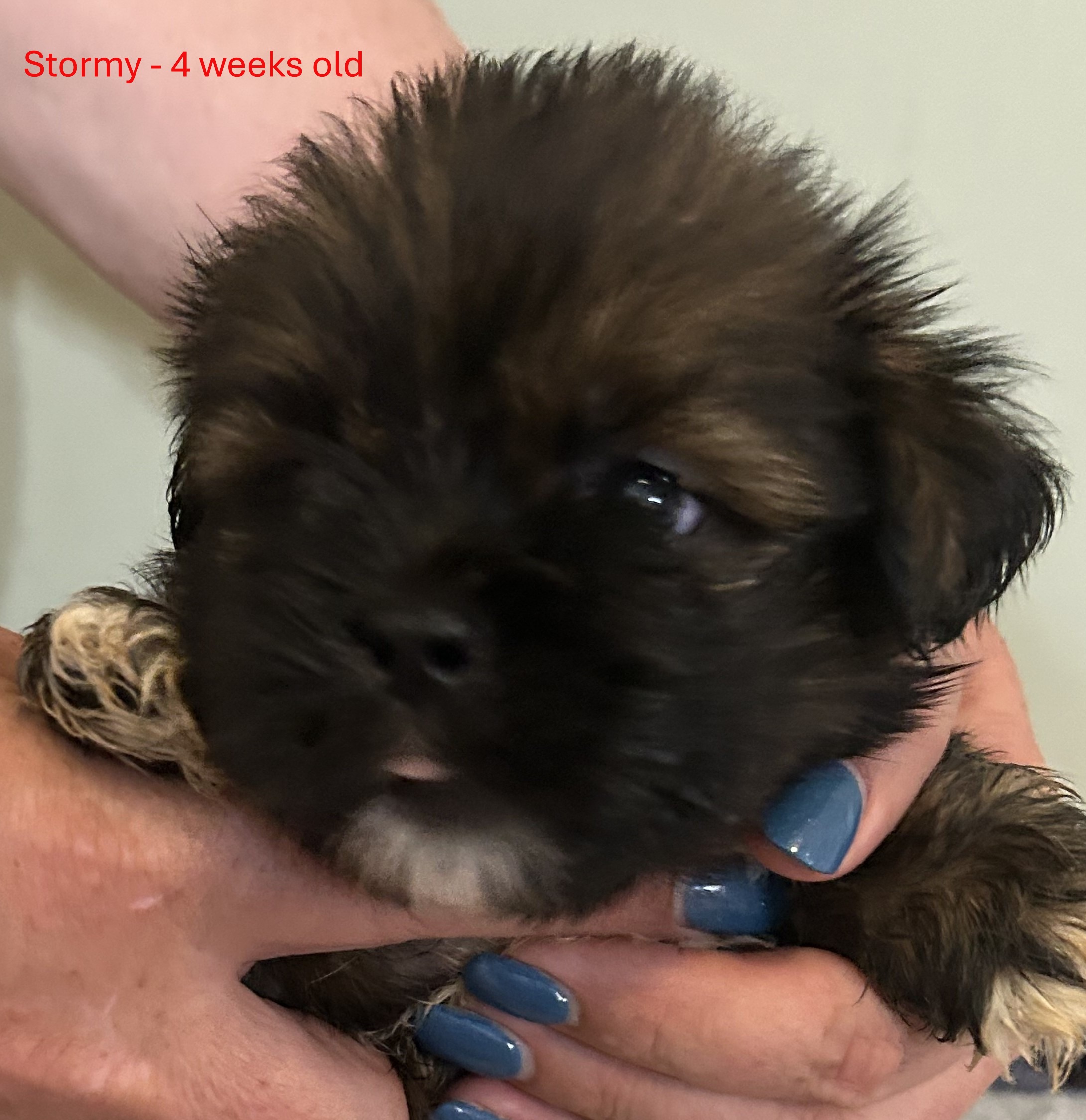 Stormy Face - Red Collar